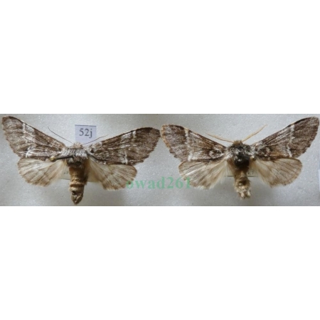 Drymonia dodonaea (Denis & Schiffermüller, 1775) pair Dąbrówka dodona female Slovakia, male Czech52j